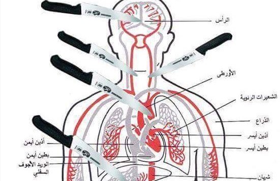 An anatomical chart showing which parts of the body to aim for when stabbing a victim, posted on Facebook on October 14, 2015 (MEMRI)