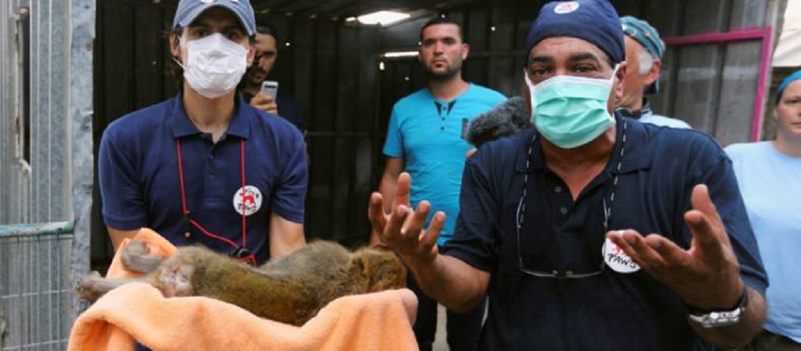 Israel rescues animals from “world’s worst zoo” in Gaza