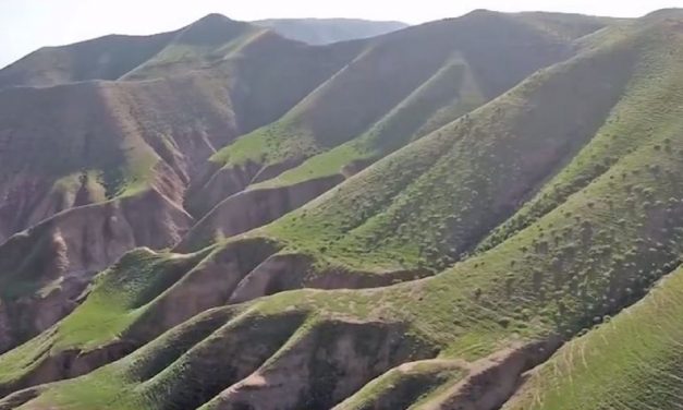 Breathtaking! Watch the Judean Desert turn green in rare phenomenon
