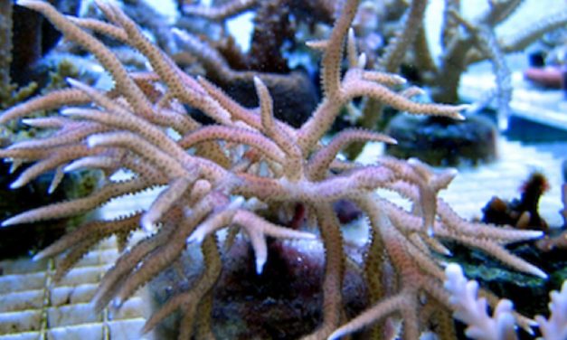 WATCH: Israeli startup replaces diseased bone with coral