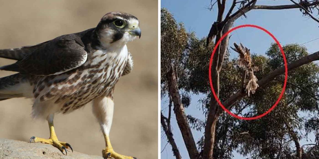 Palestinians attach firebomb to falcon in latest sick attempt to attack Israel