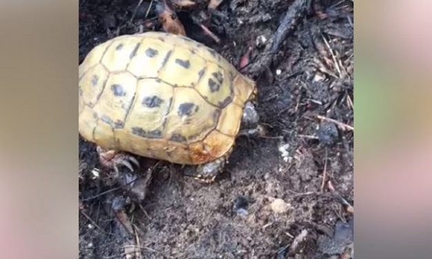8000+ acres of Israeli land burned in terror arson. Look what this Israeli firefighter found in the debris