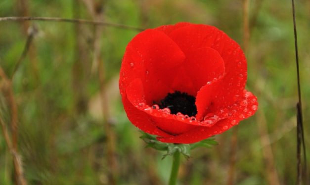 Amazing carpets of red flowers bloom in Israel’s south only months after being charred by Hamas terror fires