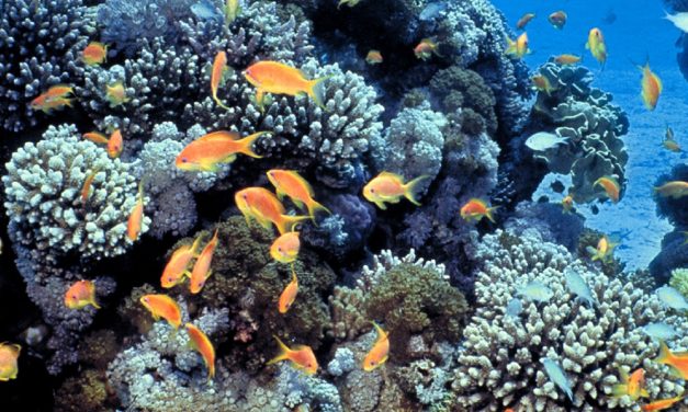 Israel and Arab neighbours join to protect Red Sea coral reefs