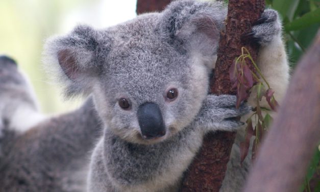 Jerusalem zoo to donate medical aid for animals affected by Australia fires