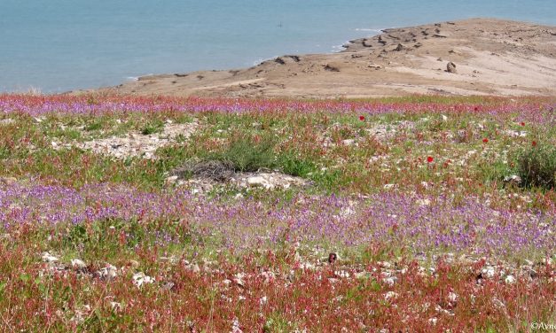 The Dead Sea shore is flourishing – Heavy rainfall in Israel brings carpets of colourful flowers