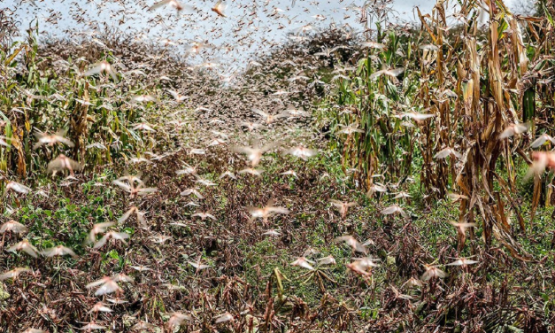 Iran deploys military to combat devastating plague of locusts