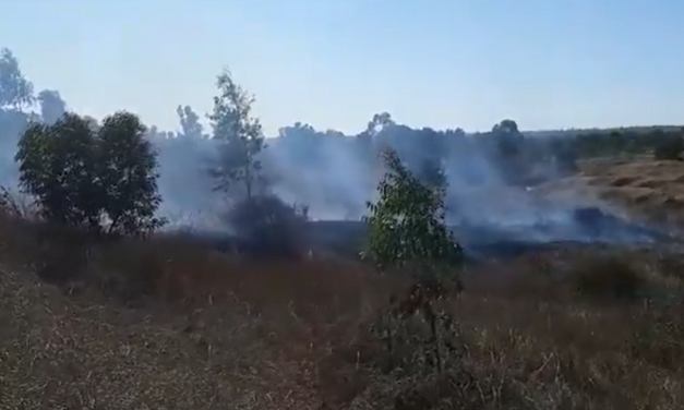 Over 20 arson balloons from Gaza destroy fields in southern Israel