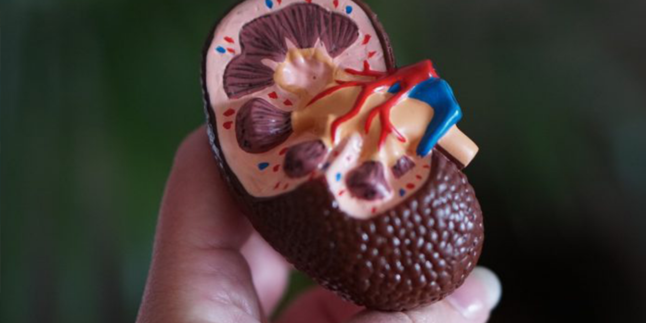 US firm to start 3D printing kidneys using Israeli technology