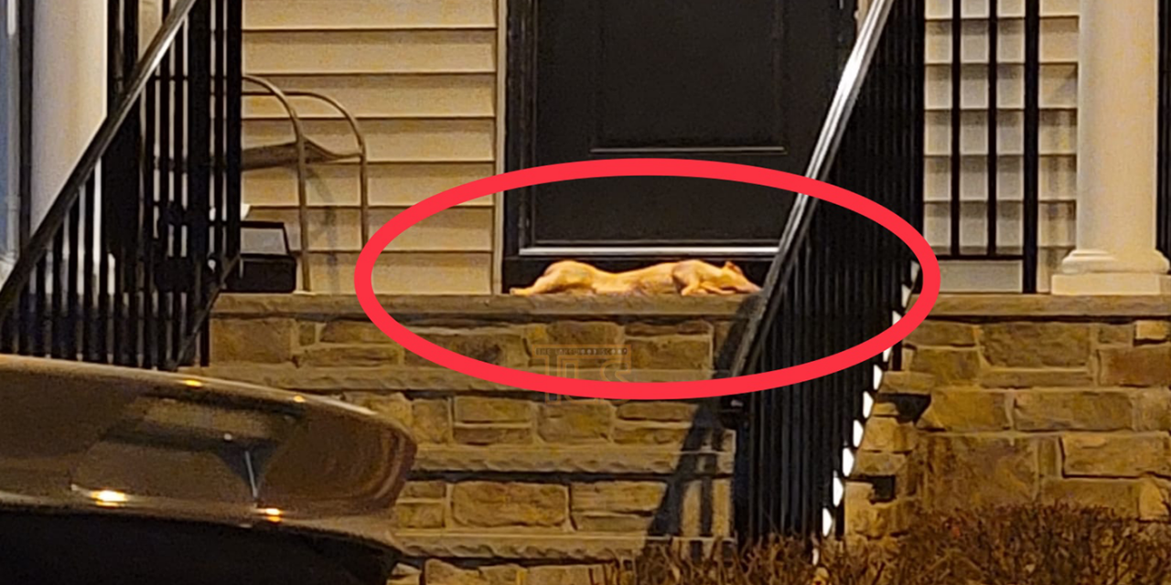 Dead pig placed on doorstep of New Jersey rabbi’s home in apparent hate crime
