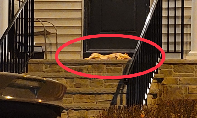 Dead pig placed on doorstep of New Jersey rabbi’s home in apparent hate crime