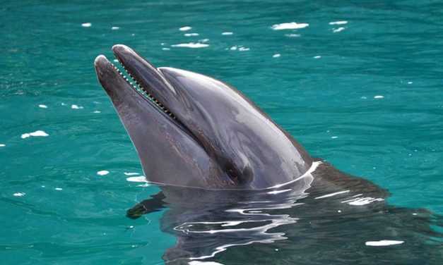 Hamas accuses Israel of using ‘killer Zionist dolphins’ to attack terrorists