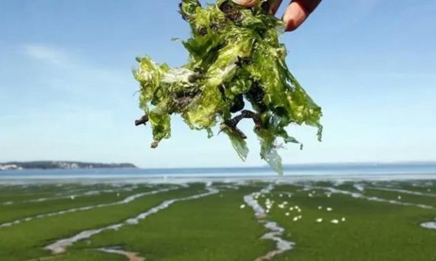 Israeli researchers extract electricity from seaweed